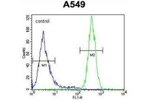 Flow cytometric analysis of A549 cells using GOLGA2L1 Antibody (C-term) Cat. (GOLGA2P5 抗体  (C-Term))