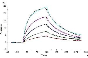 Surface Plasmon Resonance (SPR) image for Mannan-Binding Lectin serine Peptidase 2 (MASP2) (AA 288-686) protein (His tag) (ABIN7275292)