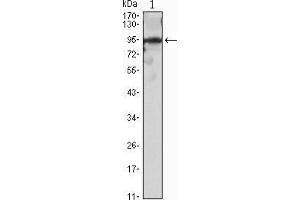 Western blot analysis using SNAI2 mouse mAb against SNAI2(AA: 1-128)-hIgGFc transfected HEK293 cell lysate. (SLUG 抗体)