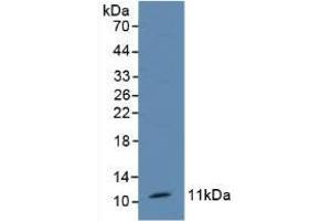 Detection of TFF1 in Mouse Kidney Tissue using Polyclonal Antibody to Trefoil Factor 1 (TFF1) (TFF1 抗体  (AA 1-87))