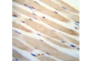 Immunohistochemistry analysis in human skeletal muscle using CHST3  Antibody , followed by peroxidase conjugation of the secondary antibody and DAB staining. (CHST3 抗体  (N-Term))