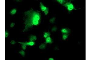 Anti-NDEL1 mouse monoclonal antibody (ABIN2454897) immunofluorescent staining of COS7 cells transiently transfected by pCMV6-ENTRY NDEL1 (RC212323). (NDEL1 抗体)