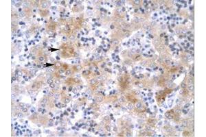 Image no. 1 for anti-LIM Homeobox 1 (LHX1) (C-Term) antibody (ABIN202446) (LHX1 抗体  (C-Term))