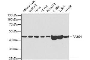 Western blot analysis of extracts of various cell lines using PA2G4 Polyclonal Antibody at dilution of 1:1000. (PA2G4 抗体)