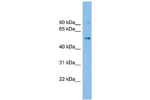 WB Suggested Anti-CCDC50 Antibody Titration: 0.
