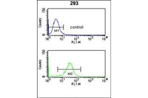 Flow cytometry analysis of 293 cells using NUP153 Antibody (N-term) Cat. (NUP153 抗体  (N-Term))