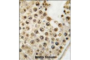 Formalin-fixed and paraffin-embedded human testis tissue reacted with DUSP10 Antibody (N-term) (ABIN392871 and ABIN2842282) , which was peroxidase-conjugated to the secondary antibody, followed by DAB staining. (DUSP10 抗体  (N-Term))