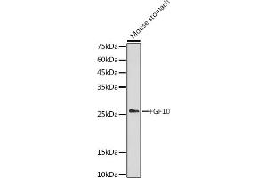 Western blot analysis of extracts of Mouse stomach, using FGF10 antibody (ABIN3021705, ABIN3021706, ABIN3021707 and ABIN6215566) at 1:1000 dilution. (FGF10 抗体  (AA 40-208))