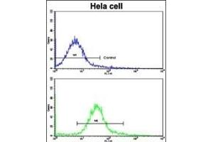 Flow cytometric analysis of hela cells using CA9 Antibody (Center)(bottom histogram) compared to a negative control cell (top histogram). (CA9 抗体  (AA 113-143))