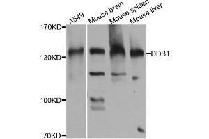 Western blot analysis of extracts of various cell lines, using DDB1 antibody. (DDB1 抗体)