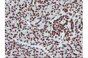 Image no. 11 for anti-Non-POU Domain Containing, Octamer-Binding (NONO) (AA 184-385) antibody (ABIN1491072)