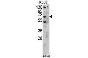 Image no. 1 for anti-Chaperonin Containing TCP1, Subunit 3 (Gamma) (CCT3) (C-Term) antibody (ABIN452830) (CCT3 抗体  (C-Term))