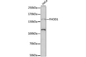 Western blot analysis of extracts of HeLa cells, using FHOD1 antibody (ABIN6293235) at 1:1000 dilution. (FHOD1 抗体)