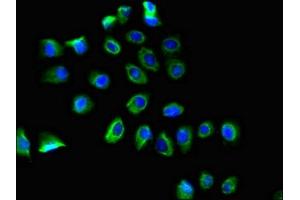 Immunofluorescent analysis of A549 cells using ABIN7164854 at dilution of 1:100 and Alexa Fluor 488-congugated AffiniPure Goat Anti-Rabbit IgG(H+L) (PTGER3 抗体  (AA 1-49))