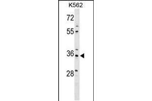 Western blot analysis in K562 cell line lysates (35ug/lane). (PDLIM4 抗体  (AA 74-103))