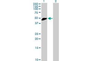 Western Blot analysis of SLAMF7 expression in transfected 293T cell line by SLAMF7 MaxPab polyclonal antibody. (SLAMF7 抗体  (AA 1-335))