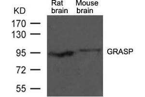 Western blot analysis of extracts from rat brain and mouse brain tissue using GRASP Antibody (GRIPAP1 抗体  (AA 814-818))