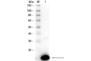 Western Blot of Rabbit anti-Ribonuclease A Antibody Peroxidase Conjugated. (RNASE1 抗体  (HRP))