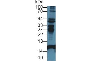 Western blot analysis of Mouse Liver lysate, using Rabbit Anti-Mouse FABP2 Antibody (1 µg/ml) and HRP-conjugated Goat Anti-Rabbit antibody (abx400043, 0. (FABP2 抗体  (AA 2-132))