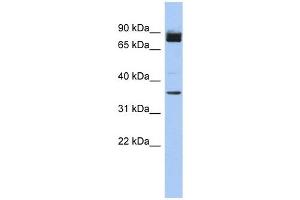 anti-MGC48628 (N-Term) antibody