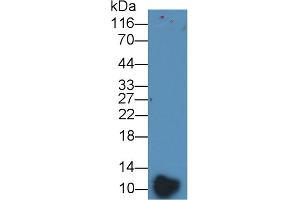 Western Blotting (WB) image for anti-Platelet Factor 4 (PF4) (AA 25-105) antibody (ABIN7438475)