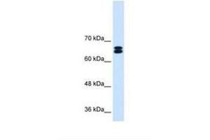 Image no. 2 for anti-Solute Carrier Family 9, Subfamily A (NHE9, Cation Proton Antiporter 9), Member 9 (SLC9A9) (C-Term) antibody (ABIN6738112)