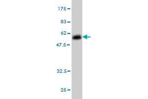 Western Blot detection against Immunogen (53. (Elastase 3A 抗体  (AA 16-270))