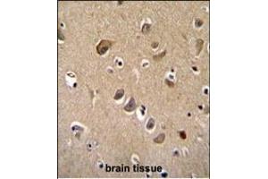 TTC9B Antibody (C-term) (ABIN655535 and ABIN2845047) immunohistochemistry analysis in formalin fixed and paraffin embedded human brain tissue followed by peroxidase conjugation of the secondary antibody and DAB staining. (TTC9B 抗体  (C-Term))