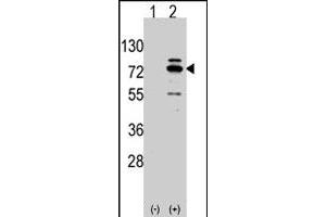 Western blot analysis of Arhgef9 (arrow) using rabbit Arhgef9 polyclonal antibody . (Arhgef9 抗体  (AA 281-311))
