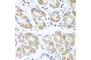 Immunohistochemistry of paraffin-embedded human stomach using ACP1 antibody. (ACP1 抗体  (AA 15-144))