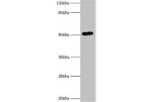 Western blot All lanes: BAG5 antibody at 1 μg/mL + A549 whole cell lysate Secondary Goat polyclonal to rabbit IgG at 1/10000 dilution Predicted band size: 52, 57 kDa Observed band size: 52 kDa (BAG5 抗体  (AA 198-447))