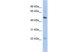 Western Blotting (WB) image for anti-Chromosome 12 Open Reading Frame 50 (C12ORF50) antibody (ABIN2463924) (C12ORF50 抗体)