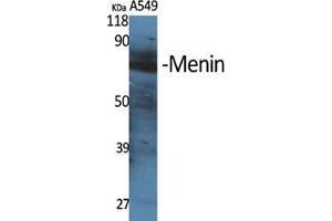 Western Blot (WB) analysis of specific cells using Menin Polyclonal Antibody. (Menin 抗体  (Internal Region))