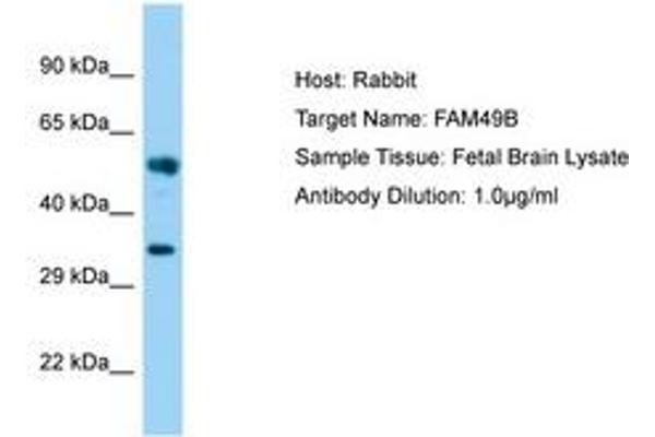 FAM49B 抗体  (AA 22-71)