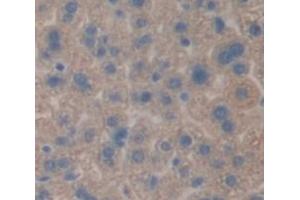 IHC-P analysis of Mouse Tissue, with DAB staining. (TTPA 抗体  (AA 88-253))