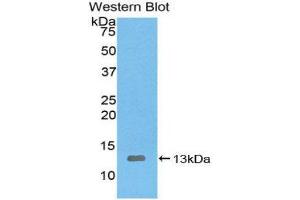 Western Blotting (WB) image for anti-Interleukin 8 (IL8) (AA 23-101) antibody (ABIN3201290)