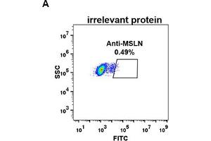 Recombinant Mesothelin anticorps  (AA 296-580)