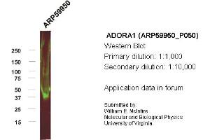 Western Blotting (WB) image for anti-Adenosine A1 Receptor (ADORA1) (C-Term) antibody (ABIN2788274) (ADORA1 抗体  (C-Term))