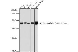 Western blot analysis of extracts of various cell lines, using Alpha-tubulin (ubiquitous) chain antibody (ABIN7271033) at 1:500 dilution. (TUBA1B 抗体  (AA 1-451))