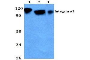 Western blot (WB) analysis of CD49c / ITGA3 Antibody at 1/500 dilution. (ITGA3 抗体)