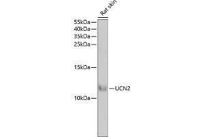 Western blot analysis of extracts of rat skin, using UCN2 antibody (ABIN6129579, ABIN6149881, ABIN6149882 and ABIN6222147) at 1:1000 dilution. (Urocortin 2 抗体  (AA 20-112))