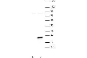 Histone H3 phospho Thr11 pAb tested by Western blot. (Histone 3 抗体  (pThr11))