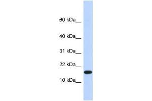 Western Blotting (WB) image for anti-Egl-9 Family Hypoxia Inducible Factor 2 (EGLN2) antibody (ABIN2458111) (PHD1 抗体)
