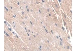 Immunohistochemistry (IHC) image for anti-Guanidinoacetate N-Methyltransferase (GAMT) (AA 2-236) antibody (ABIN7444211)