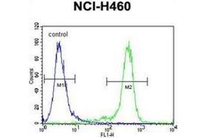 Flow cytometric analysis of NCI-H460 cells using Nibrin Antibody (C-term) Cat. (Nibrin 抗体  (C-Term))