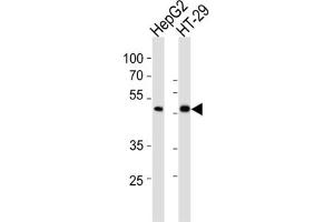 Western Blotting (WB) image for anti-SMAD, Mothers Against DPP Homolog 6 (SMAD6) antibody (ABIN3002311) (SMAD6 抗体)