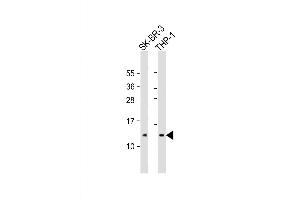 Western Blot at 1:2000 dilution Lane 1: SK-BR-3 whole cell lysate Lane 2: THP-1 whole cell lysate Lysates/proteins at 20 ug per lane. (RPS27 抗体  (AA 46-76))