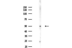 Western blot analysis of lysates from Mouse lung, using AGT Antibody at 1/1000 dilution.