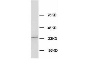 Image no. 2 for anti-WD Repeat Domain 83 (wdr83) (N-Term) antibody (ABIN1495042) (MORG1 抗体  (N-Term))
