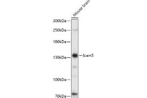 Western blot analysis of extracts of Mouse brain, using Icam5 antibody (ABIN7267946) at 1:1000 dilution. (ICAM5 抗体  (AA 586-786))